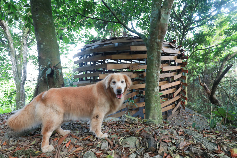 花蓮梯田山民宿|花蓮寵物友善民宿、敞徉在森林中的歐風童話民宿、獲選全球十大絕美房源 - 第11張圖 花蓮梯田山民宿|花蓮寵物友善民宿、敞徉在森林中的歐風童話民宿、獲選全球十大絕美房源
