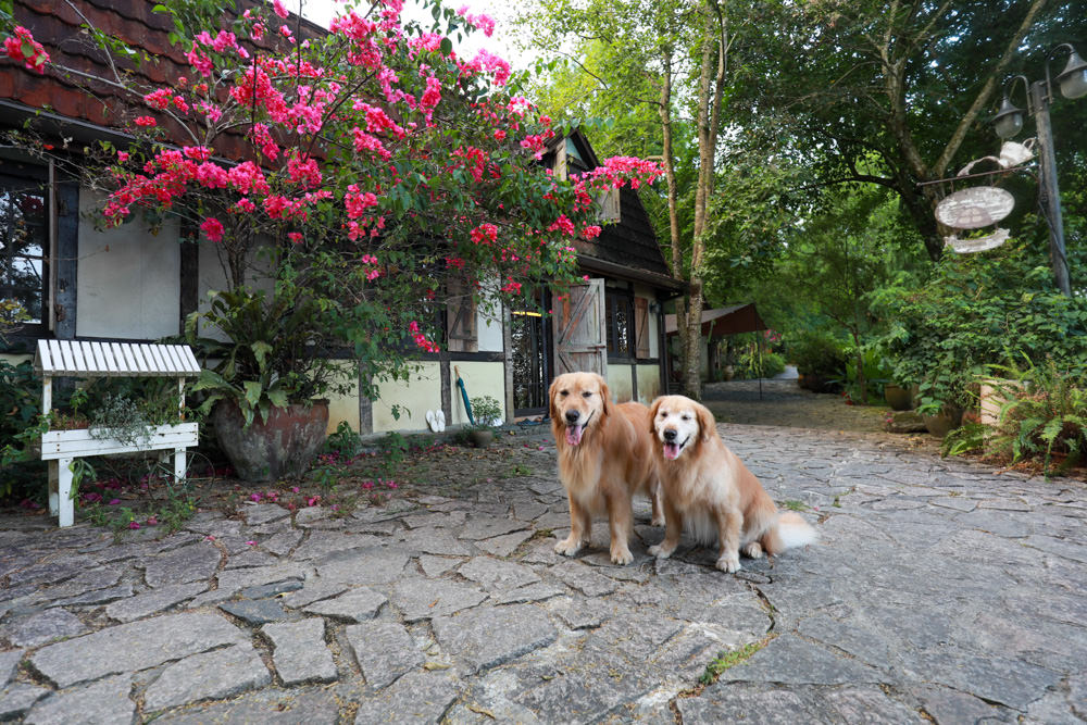 花蓮梯田山民宿|花蓮寵物友善民宿、敞徉在森林中的歐風童話民宿、獲選全球十大絕美房源 - 第8張圖 花蓮梯田山民宿|花蓮寵物友善民宿、敞徉在森林中的歐風童話民宿、獲選全球十大絕美房源