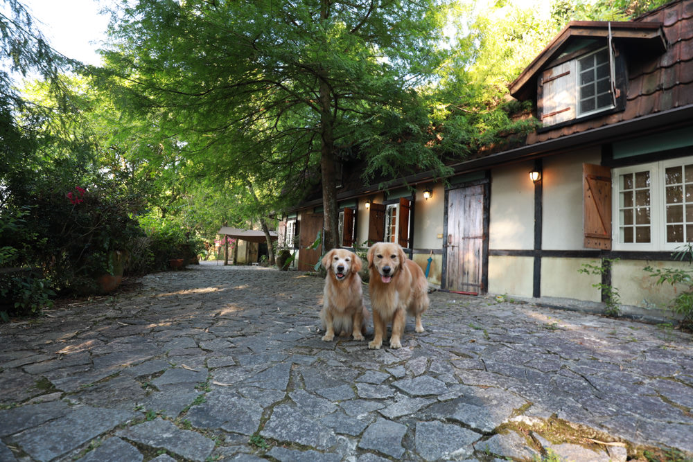 花蓮梯田山民宿|花蓮寵物友善民宿、敞徉在森林中的歐風童話民宿、獲選全球十大絕美房源 - 第5張圖 花蓮梯田山民宿|花蓮寵物友善民宿、敞徉在森林中的歐風童話民宿、獲選全球十大絕美房源