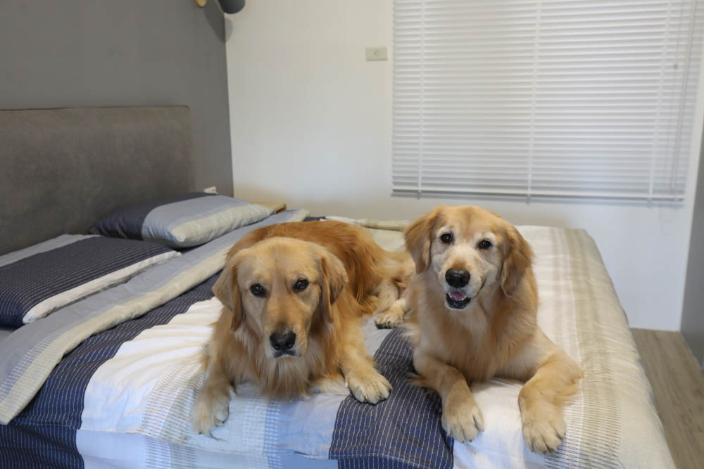 MIT iLook 100%精梳棉兩用被冬包組｜頂級純棉五件式冬夏床組、可拆式兩用墊被、天然吸濕排汗、寵物家庭床包寢具首選推薦！