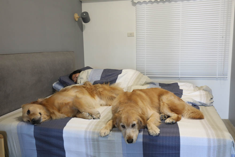 MIT iLook 100%精梳棉兩用被冬包組｜頂級純棉五件式冬夏床組、可拆式兩用墊被、天然吸濕排汗、寵物家庭床包寢具首選推薦！