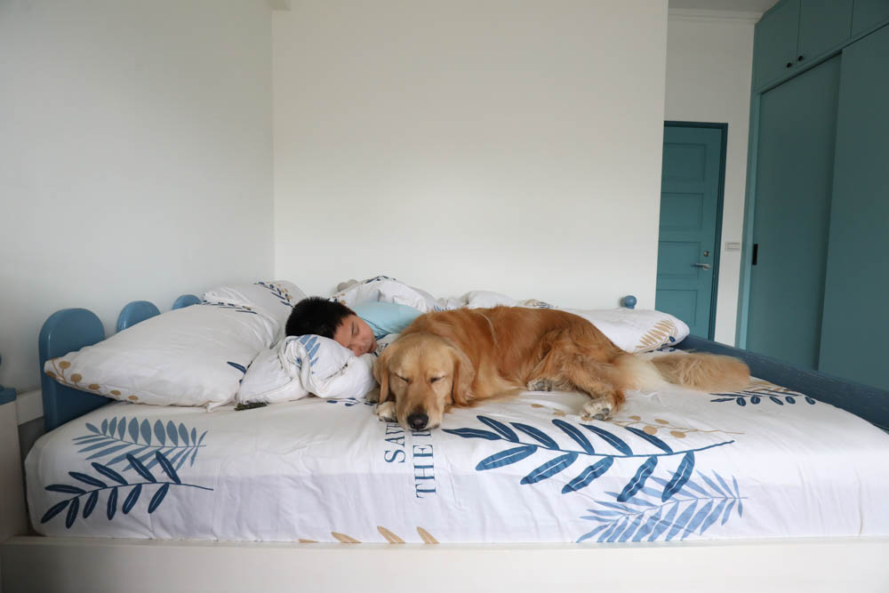 MIT iLook 100%精梳棉兩用被冬包組｜頂級純棉五件式冬夏床組、可拆式兩用墊被、天然吸濕排汗、寵物家庭床包寢具首選推薦！