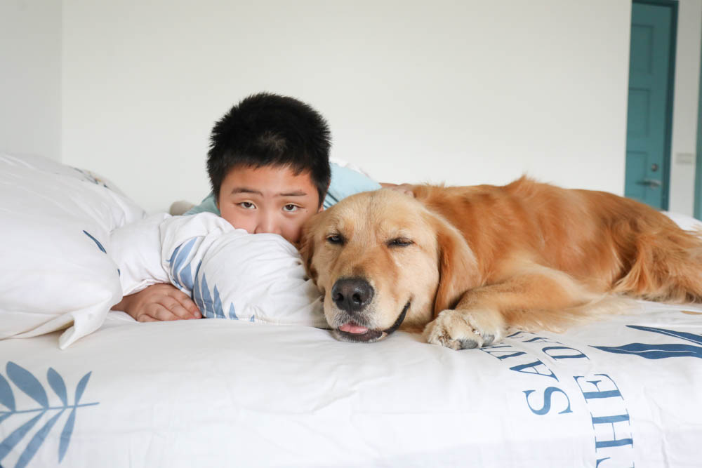 MIT iLook 100%精梳棉兩用被冬包組｜頂級純棉五件式冬夏床組、可拆式兩用墊被、天然吸濕排汗、寵物家庭床包寢具首選推薦！