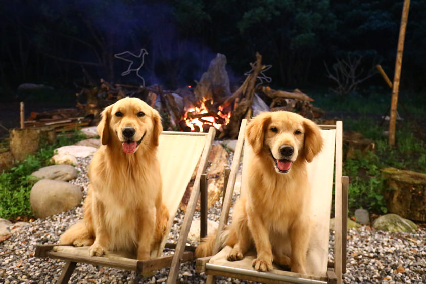花蓮新景點|嘻餐町-賣火柴的餐桌。森林系營火餐桌、浪漫森林中享受奢華營火晚餐服務、寵物友善 - 第7張圖 花蓮新景點|嘻餐町-賣火柴的餐桌。森林系營火餐桌、浪漫森林中享受奢華營火晚餐服務、寵物友善