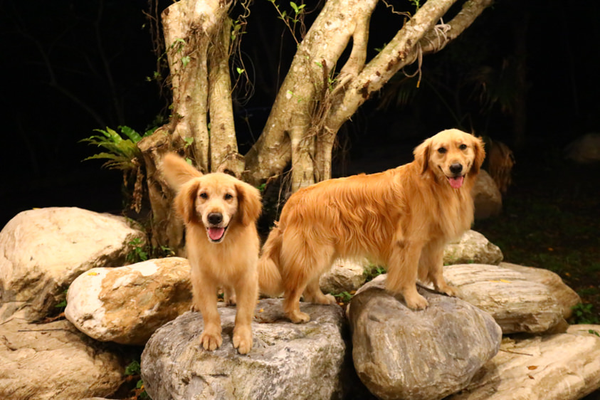 花蓮新景點|嘻餐町-賣火柴的餐桌。森林系營火餐桌、浪漫森林中享受奢華營火晚餐服務、寵物友善 - 第10張圖 花蓮新景點|嘻餐町-賣火柴的餐桌。森林系營火餐桌、浪漫森林中享受奢華營火晚餐服務、寵物友善