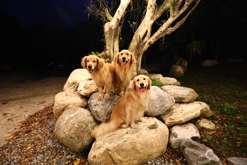 花蓮新景點|嘻餐町-賣火柴的餐桌。森林系營火餐桌、浪漫森林中享受奢華營火晚餐服務、寵物友善 - 第9張圖 花蓮新景點|嘻餐町-賣火柴的餐桌。森林系營火餐桌、浪漫森林中享受奢華營火晚餐服務、寵物友善