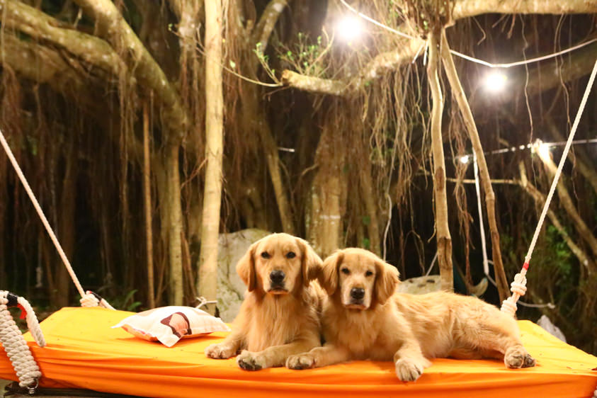 花蓮新景點|嘻餐町-賣火柴的餐桌。森林系營火餐桌、浪漫森林中享受奢華營火晚餐服務、寵物友善 - 第5張圖 花蓮新景點|嘻餐町-賣火柴的餐桌。森林系營火餐桌、浪漫森林中享受奢華營火晚餐服務、寵物友善