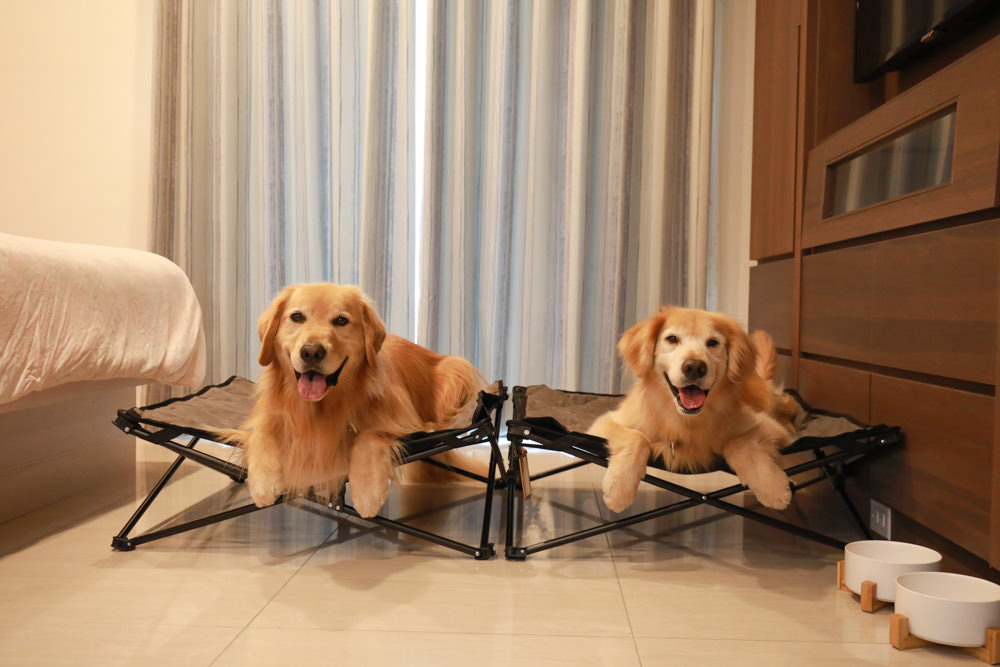 苗栗南庄｜樂吧溪畔莊園happy tails。結合寵物友善餐廳、寵物游泳池、寵物友善民宿、寵物安親的多元化豪華寵物園區