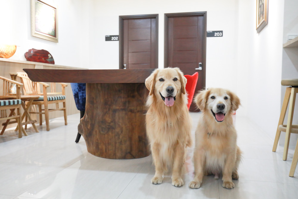 苗栗南庄｜樂吧溪畔莊園happy tails。結合寵物友善餐廳、寵物游泳池、寵物友善民宿、寵物安親的多元化豪華寵物園區