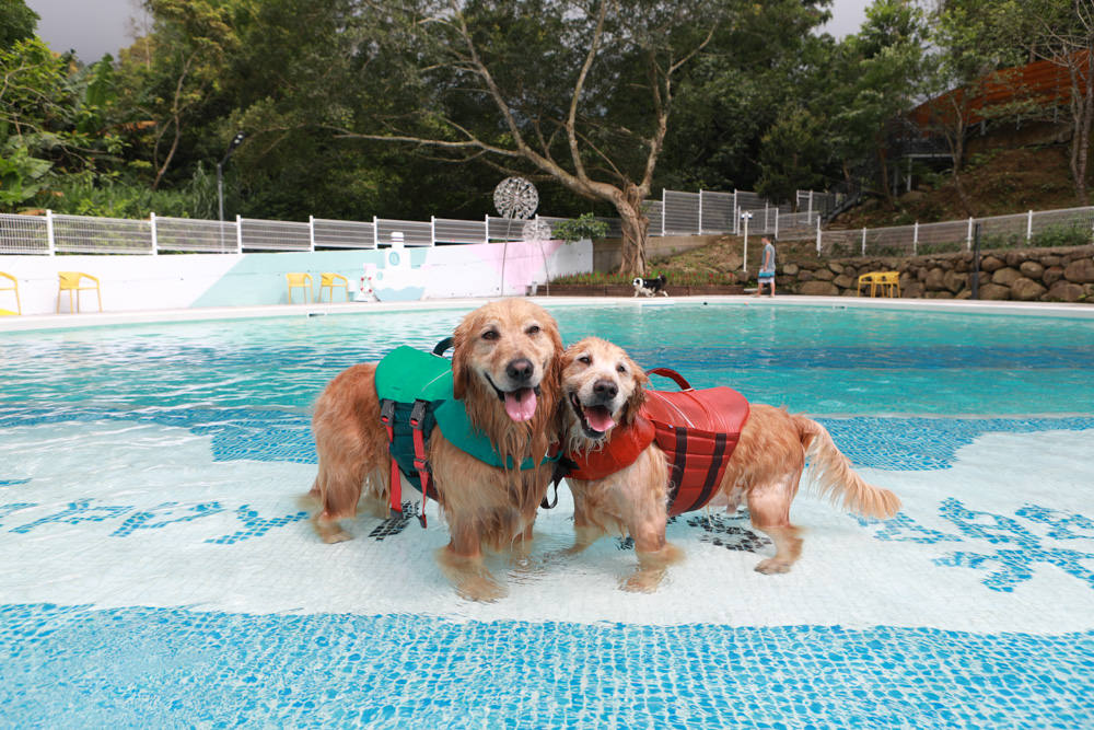 苗栗南庄｜樂吧溪畔莊園happy tails。結合寵物友善餐廳、寵物游泳池、寵物友善民宿、寵物安親的多元化豪華寵物園區