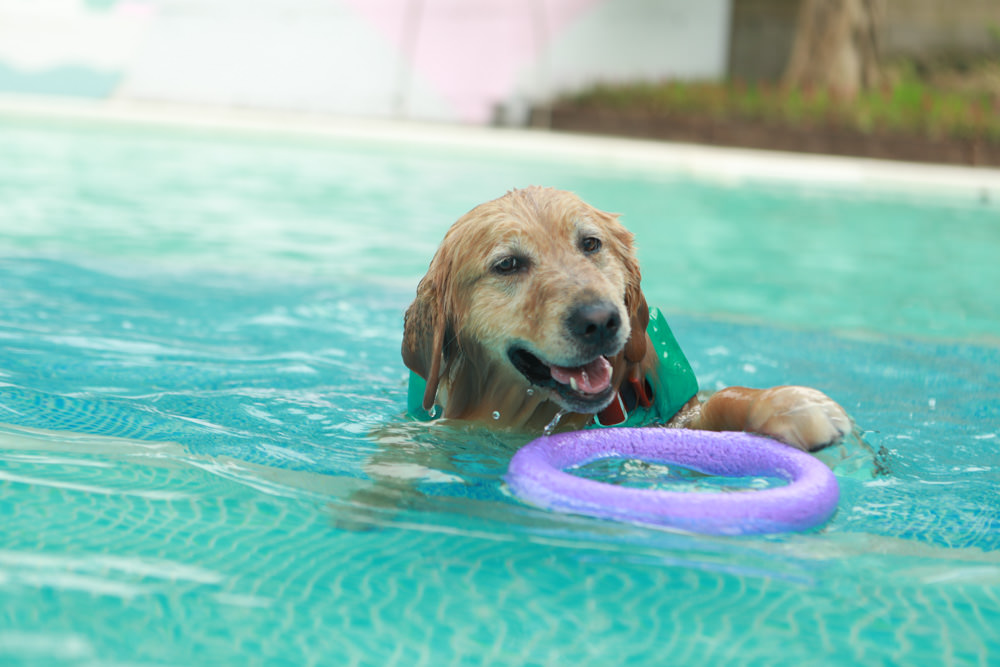 苗栗南庄｜樂吧溪畔莊園happy tails。結合寵物友善餐廳、寵物游泳池、寵物友善民宿、寵物安親的多元化豪華寵物園區