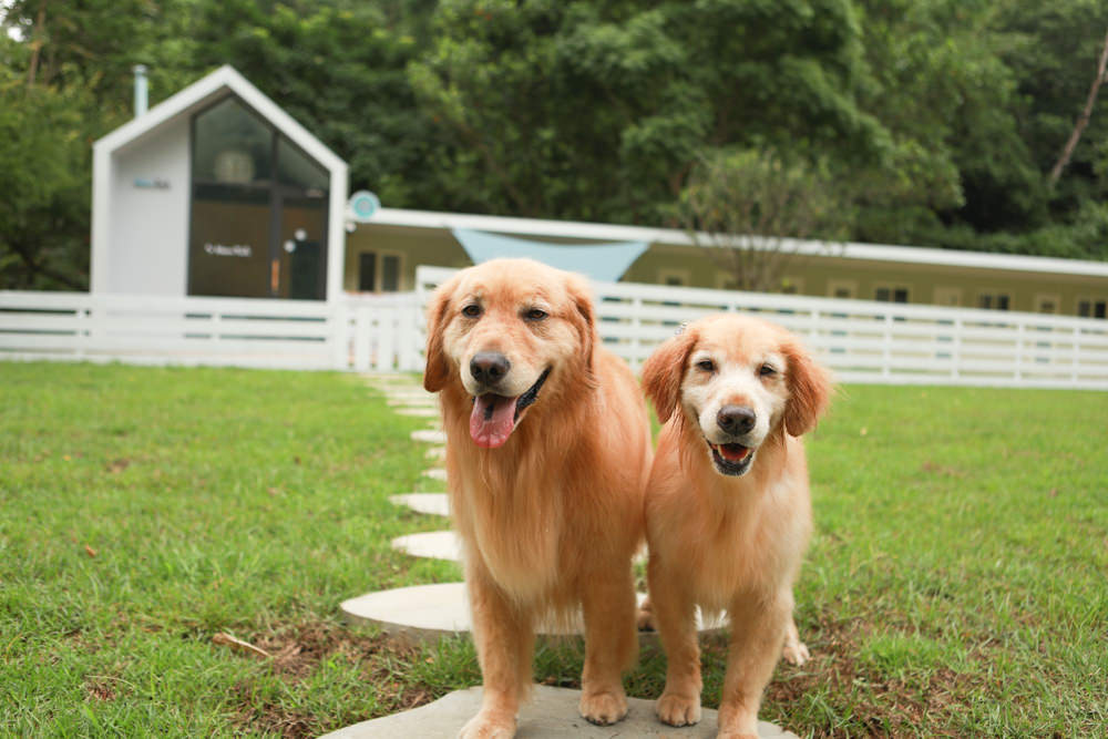 苗栗南庄｜樂吧溪畔莊園happy tails。結合寵物友善餐廳、寵物游泳池、寵物友善民宿、寵物安親的多元化豪華寵物園區