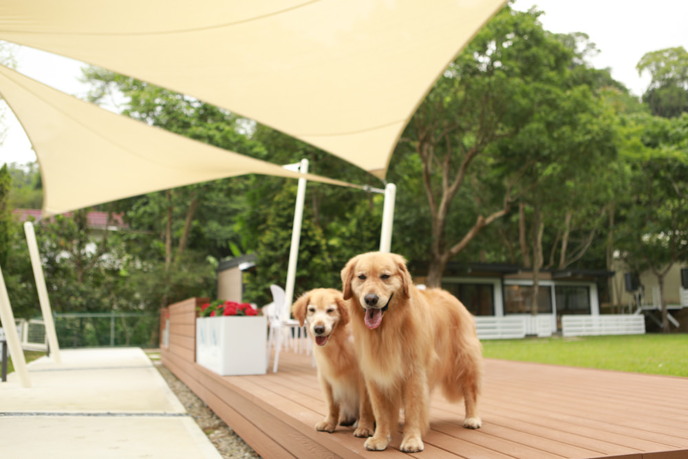 苗栗南庄｜樂吧溪畔莊園happy tails。結合寵物友善餐廳、寵物游泳池、寵物友善民宿、寵物安親的多元化豪華寵物園區