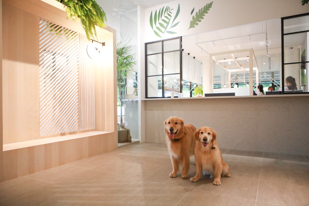 苗栗南庄｜樂吧溪畔莊園happy tails。結合寵物友善餐廳、寵物游泳池、寵物友善民宿、寵物安親的多元化豪華寵物園區