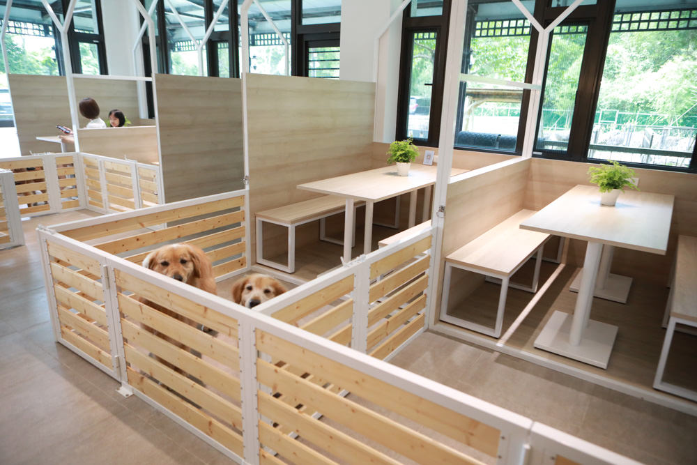 苗栗南庄｜樂吧溪畔莊園happy tails。結合寵物友善餐廳、寵物游泳池、寵物友善民宿、寵物安親的多元化豪華寵物園區