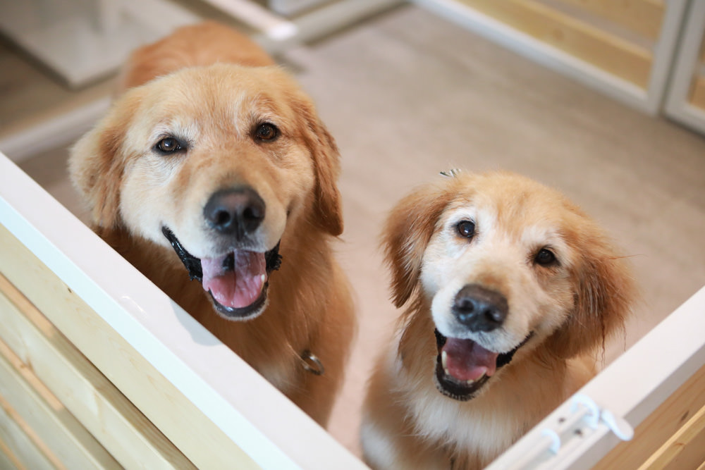 苗栗南庄｜樂吧溪畔莊園happy tails。結合寵物友善餐廳、寵物游泳池、寵物友善民宿、寵物安親的多元化豪華寵物園區