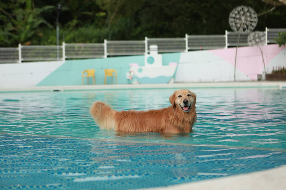 苗栗南庄｜樂吧溪畔莊園happy tails。結合寵物友善餐廳、寵物游泳池、寵物友善民宿、寵物安親的多元化豪華寵物園區