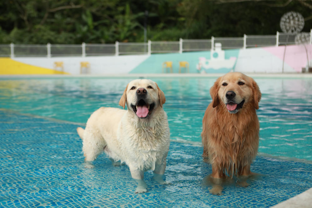 苗栗南庄｜樂吧溪畔莊園happy tails。結合寵物友善餐廳、寵物游泳池、寵物友善民宿、寵物安親的多元化豪華寵物園區