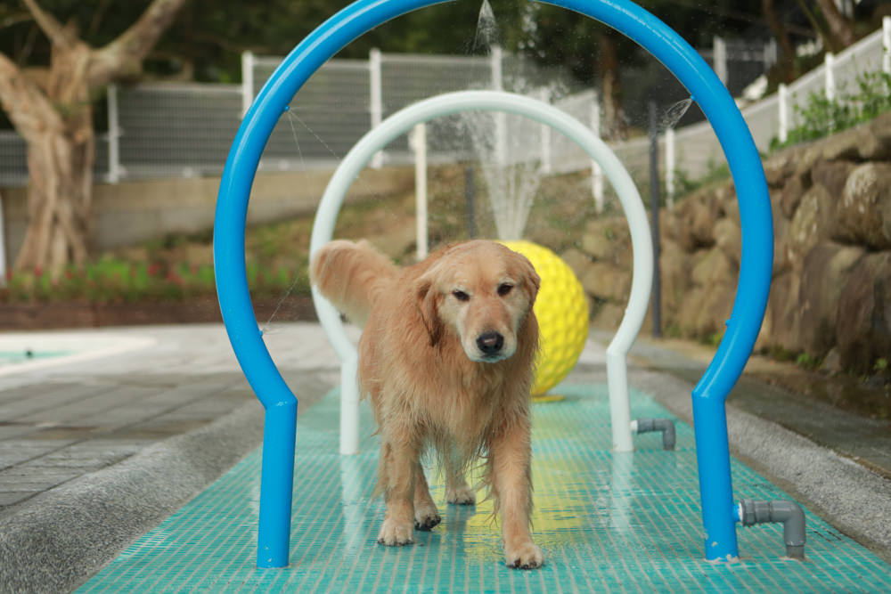 苗栗南庄｜樂吧溪畔莊園happy tails。結合寵物友善餐廳、寵物游泳池、寵物友善民宿、寵物安親的多元化豪華寵物園區