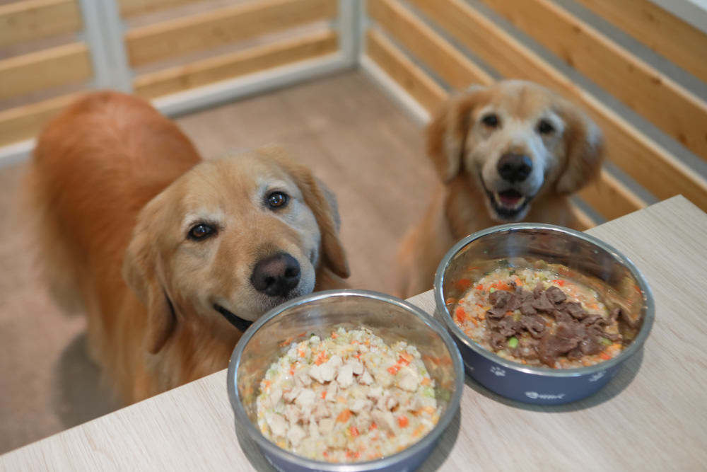 苗栗南庄｜樂吧溪畔莊園happy tails。結合寵物友善餐廳、寵物游泳池、寵物友善民宿、寵物安親的多元化豪華寵物園區