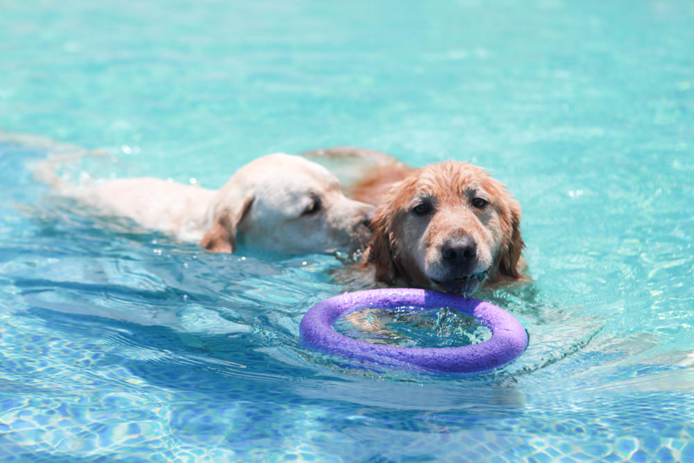 苗栗南庄｜樂吧溪畔莊園happy tails。結合寵物友善餐廳、寵物游泳池、寵物友善民宿、寵物安親的多元化豪華寵物園區
