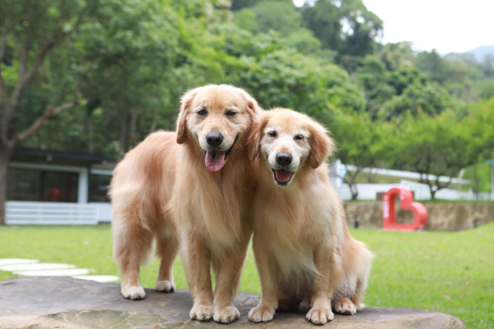 苗栗南庄｜樂吧溪畔莊園happy tails。結合寵物友善餐廳、寵物游泳池、寵物友善民宿、寵物安親的多元化豪華寵物園區