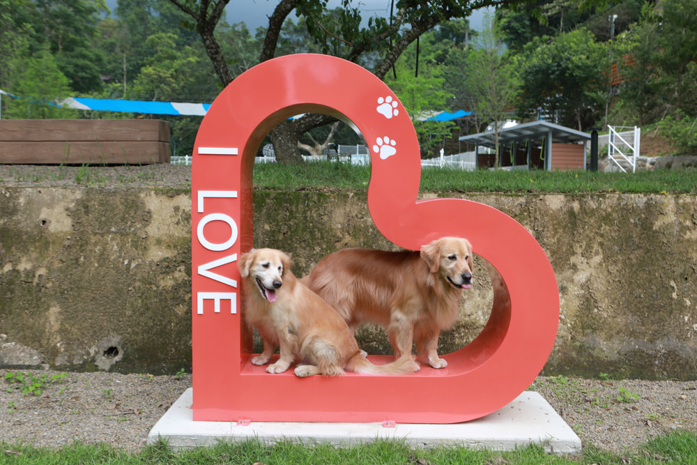 苗栗南庄｜樂吧溪畔莊園happy tails。結合寵物友善餐廳、寵物游泳池、寵物友善民宿、寵物安親的多元化豪華寵物園區