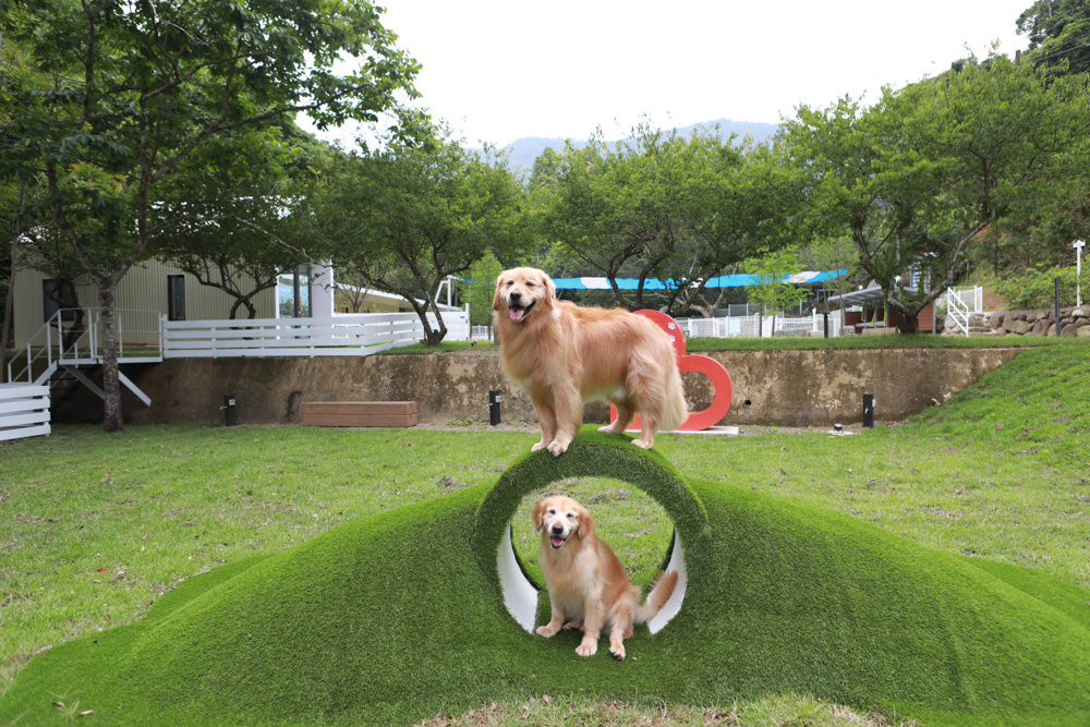 苗栗南庄｜樂吧溪畔莊園happy tails。結合寵物友善餐廳、寵物游泳池、寵物友善民宿、寵物安親的多元化豪華寵物園區