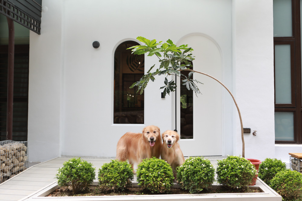 苗栗南庄｜樂吧溪畔莊園happy tails。結合寵物友善餐廳、寵物游泳池、寵物友善民宿、寵物安親的多元化豪華寵物園區