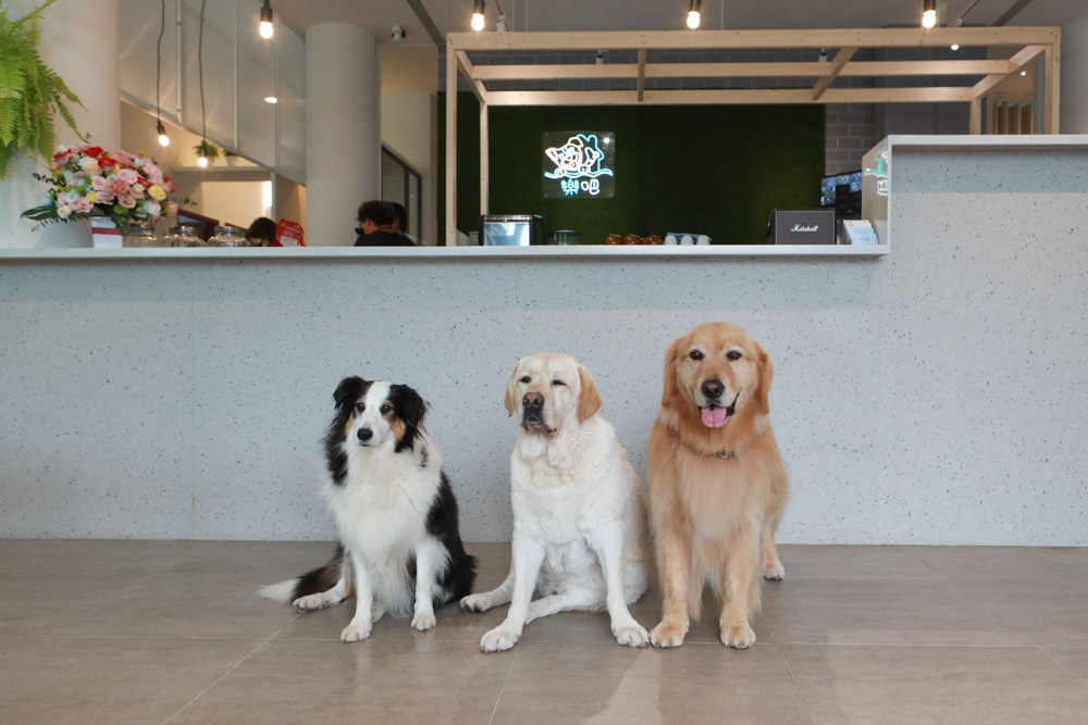 苗栗南庄｜樂吧溪畔莊園happy tails。結合寵物友善餐廳、寵物游泳池、寵物友善民宿、寵物安親的多元化豪華寵物園區