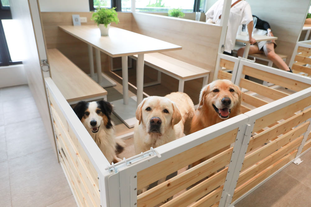 苗栗南庄｜樂吧溪畔莊園happy tails。結合寵物友善餐廳、寵物游泳池、寵物友善民宿、寵物安親的多元化豪華寵物園區