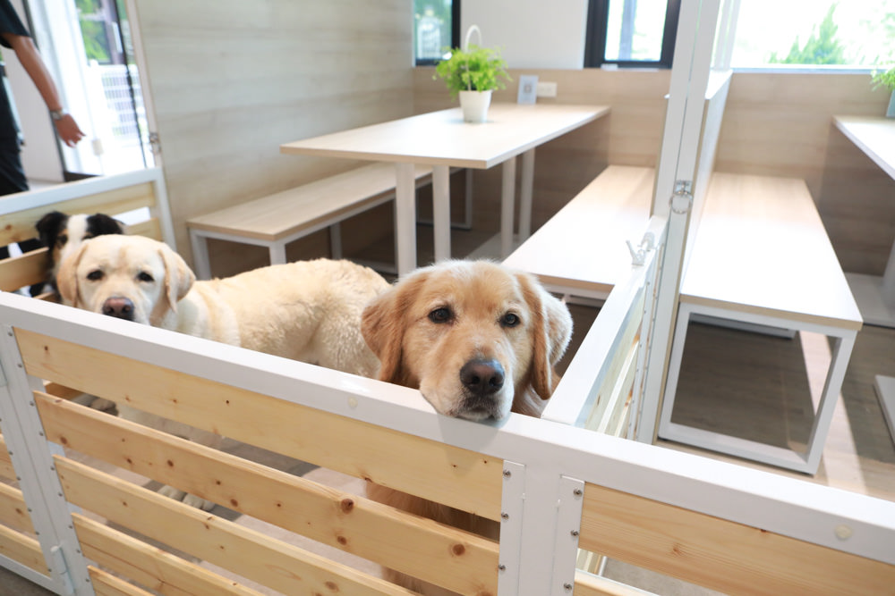 苗栗南庄｜樂吧溪畔莊園happy tails。結合寵物友善餐廳、寵物游泳池、寵物友善民宿、寵物安親的多元化豪華寵物園區