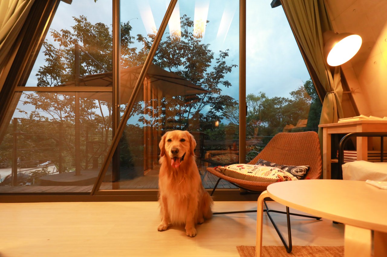 台中東勢民宿｜樹之間民宿。寵物友善民宿、曙屋唯美樹屋、森林系山林獨棟小木屋