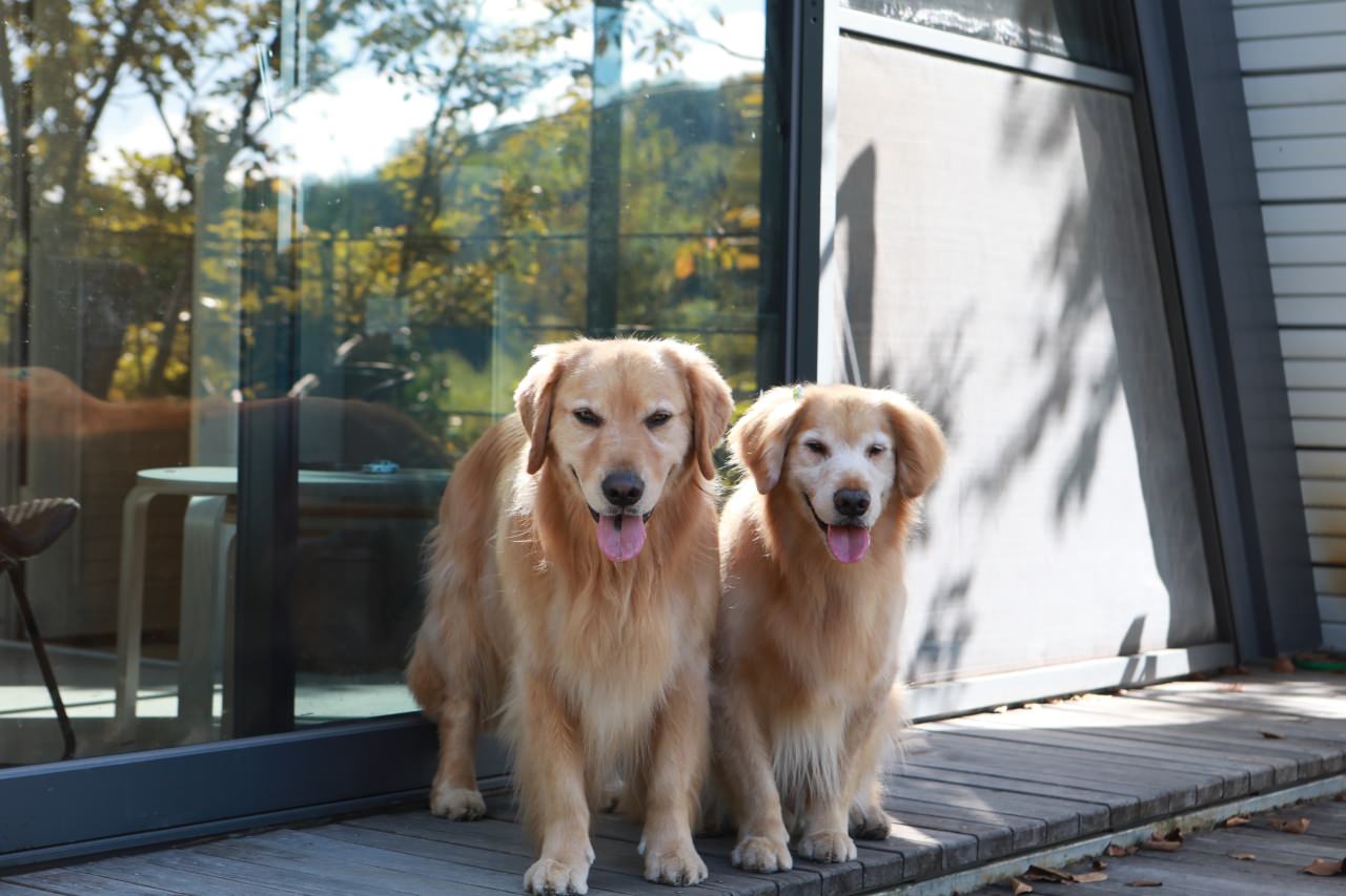 台中東勢民宿｜樹之間民宿。寵物友善民宿、曙屋唯美樹屋、森林系山林獨棟小木屋
