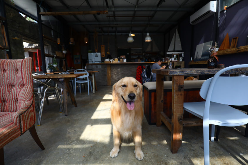 墾丁恆春美食|樹夏飲食。鳳凰樹下斷垣殘壁石屋中的玻璃屋咖啡廳、寵物友善餐廳 - 第12張圖 墾丁恆春美食|樹夏飲食。鳳凰樹下斷垣殘壁石屋中的玻璃屋咖啡廳、寵物友善餐廳