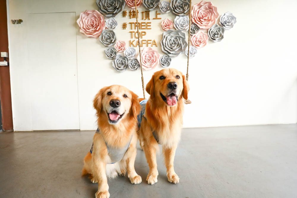 新北樹林景觀餐廳|TREE TOP KAFFA 樹頂上。秘境咖啡廳、寵物友善餐廳、網美打卡百萬山嵐美景、絕美夜景 - 第11張圖 新北樹林景觀餐廳|TREE TOP KAFFA 樹頂上。秘境咖啡廳、寵物友善餐廳、網美打卡百萬山嵐美景、絕美夜景