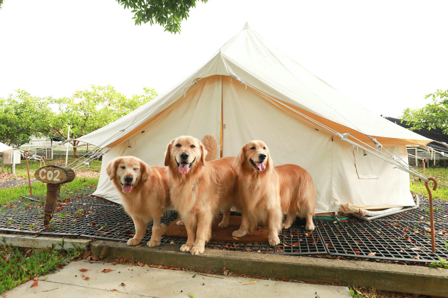 苗栗卓蘭懶人露營|橘舍三食。寵物友善豪華露營、山里廚房無菜單料理、一泊三食DIY、免搭帳奢華露營! - 第12張圖 苗栗卓蘭懶人露營|橘舍三食。寵物友善豪華露營、山里廚房無菜單料理、一泊三食DIY、免搭帳奢華露營!