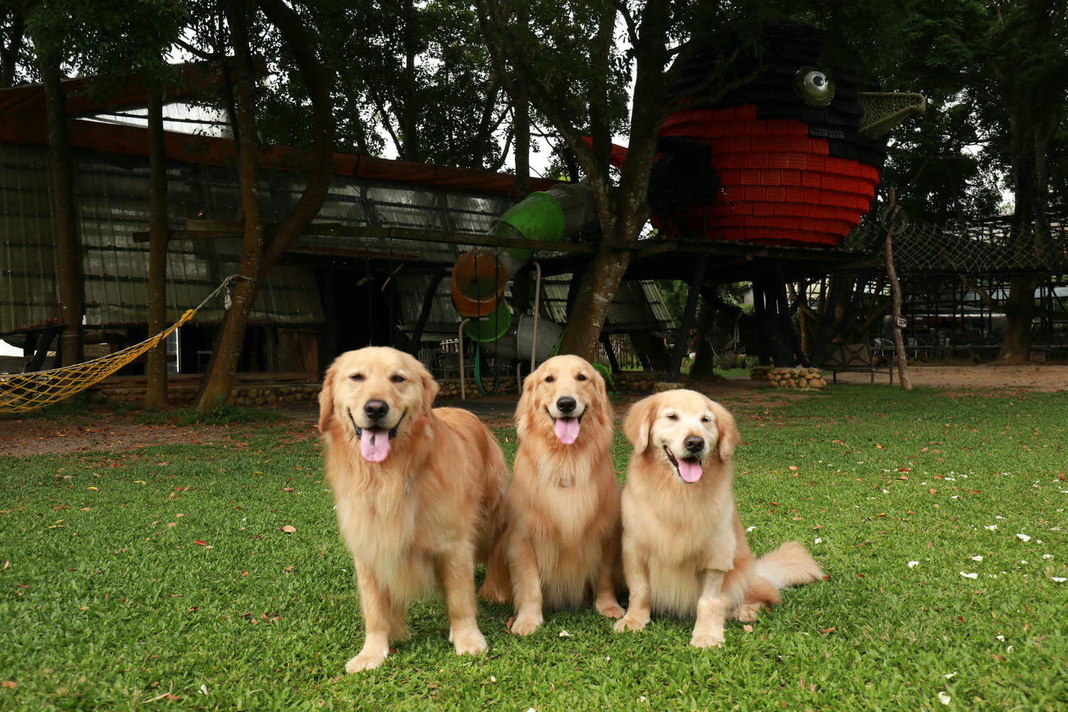 苗栗卓蘭懶人露營|橘舍三食。寵物友善豪華露營、山里廚房無菜單料理、一泊三食DIY、免搭帳奢華露營! - 第7張圖 苗栗卓蘭懶人露營|橘舍三食。寵物友善豪華露營、山里廚房無菜單料理、一泊三食DIY、免搭帳奢華露營!