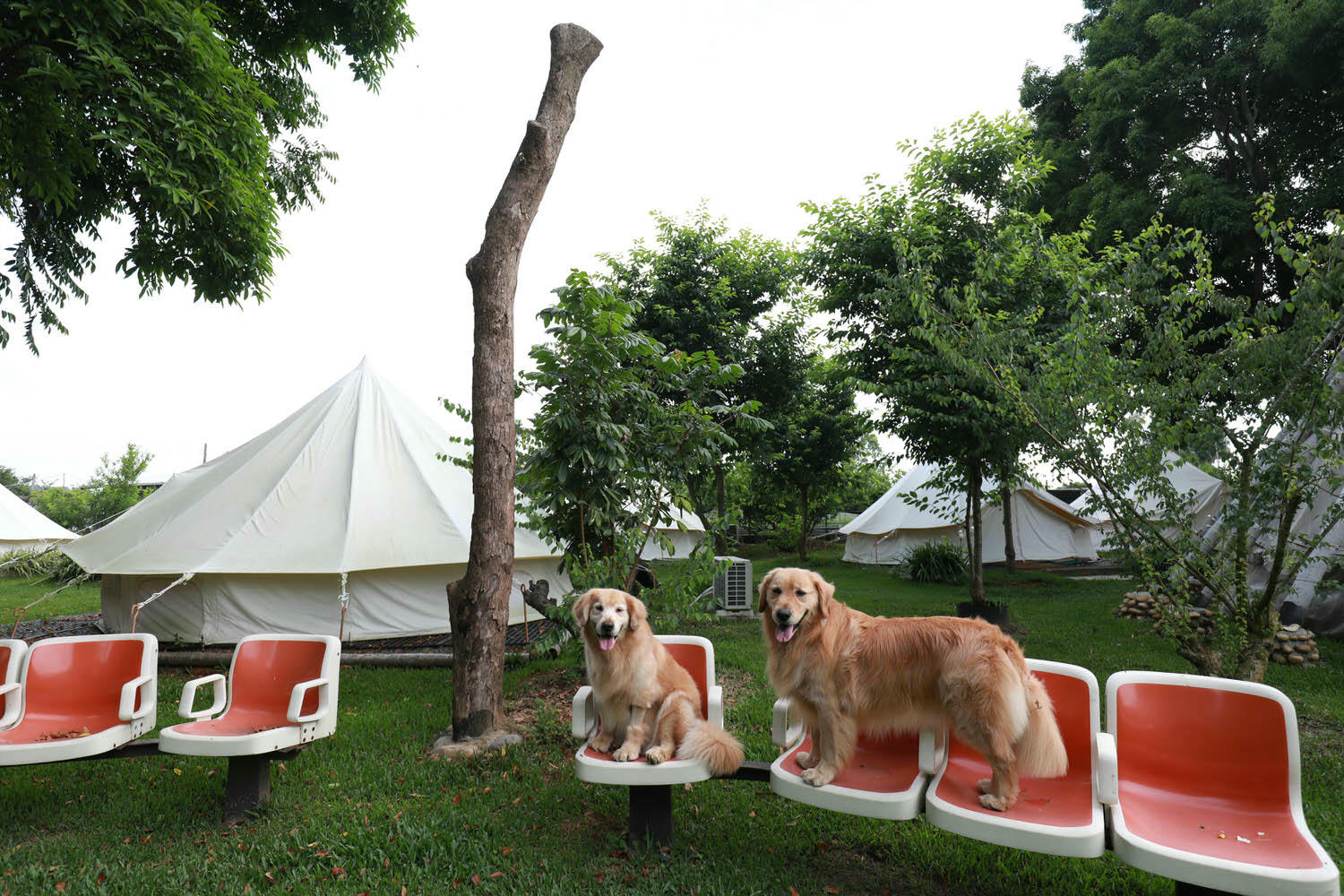 苗栗卓蘭懶人露營|橘舍三食。寵物友善豪華露營、山里廚房無菜單料理、一泊三食DIY、免搭帳奢華露營! - 第6張圖 苗栗卓蘭懶人露營|橘舍三食。寵物友善豪華露營、山里廚房無菜單料理、一泊三食DIY、免搭帳奢華露營!