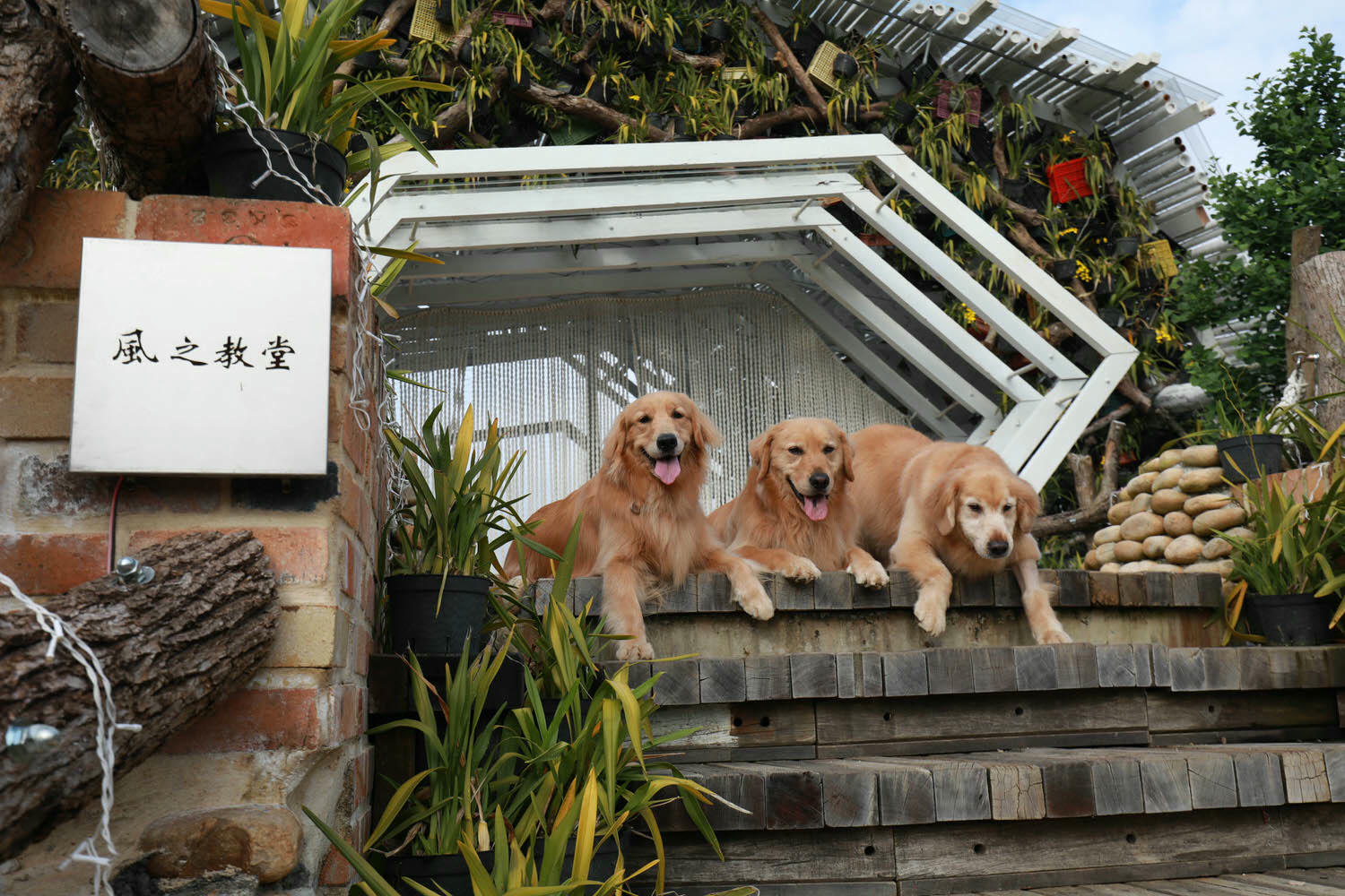 苗栗卓蘭懶人露營|橘舍三食。寵物友善豪華露營、山里廚房無菜單料理、一泊三食DIY、免搭帳奢華露營! - 第17張圖 苗栗卓蘭懶人露營|橘舍三食。寵物友善豪華露營、山里廚房無菜單料理、一泊三食DIY、免搭帳奢華露營!
