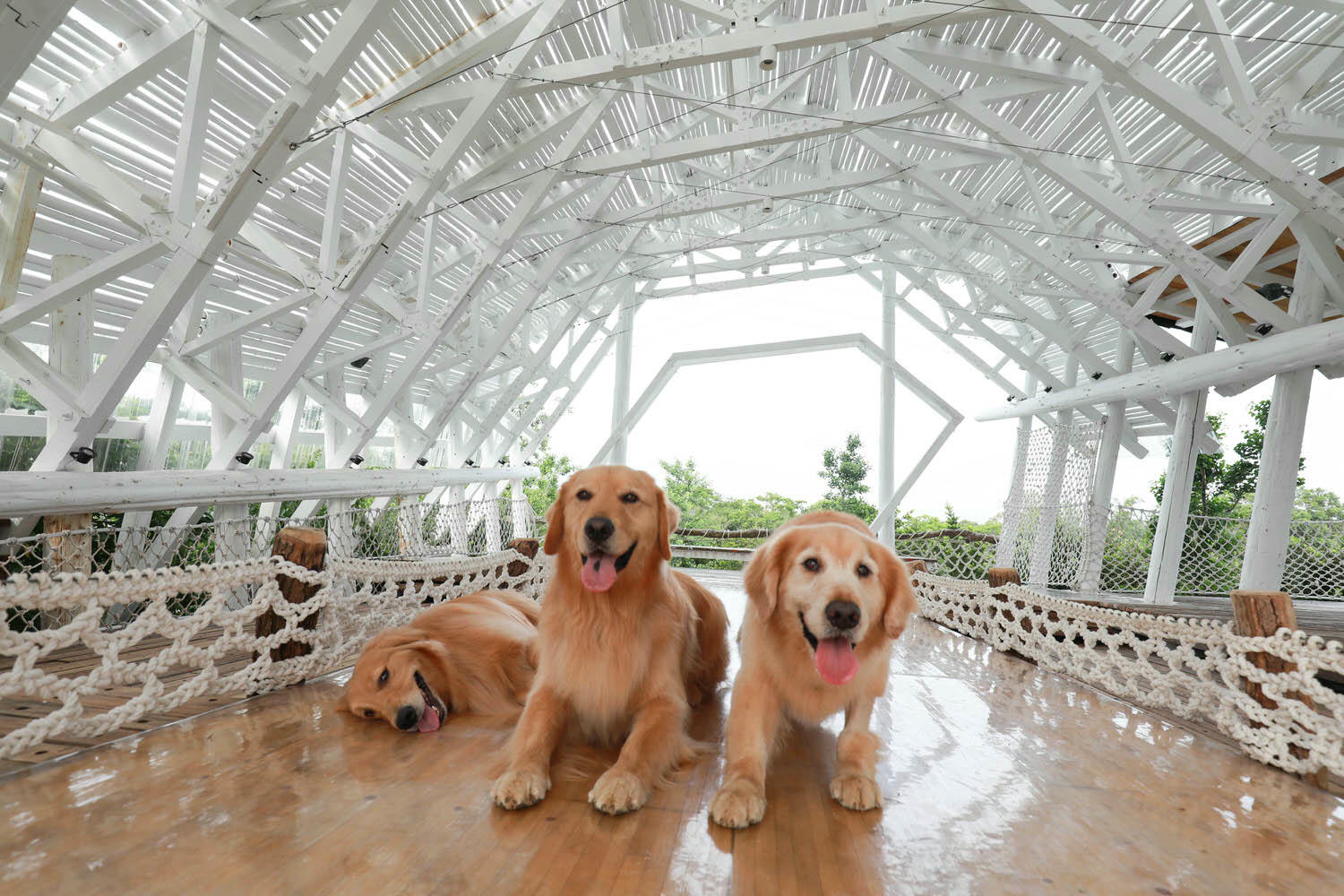 苗栗卓蘭懶人露營|橘舍三食。寵物友善豪華露營、山里廚房無菜單料理、一泊三食DIY、免搭帳奢華露營! - 第20張圖 苗栗卓蘭懶人露營|橘舍三食。寵物友善豪華露營、山里廚房無菜單料理、一泊三食DIY、免搭帳奢華露營!