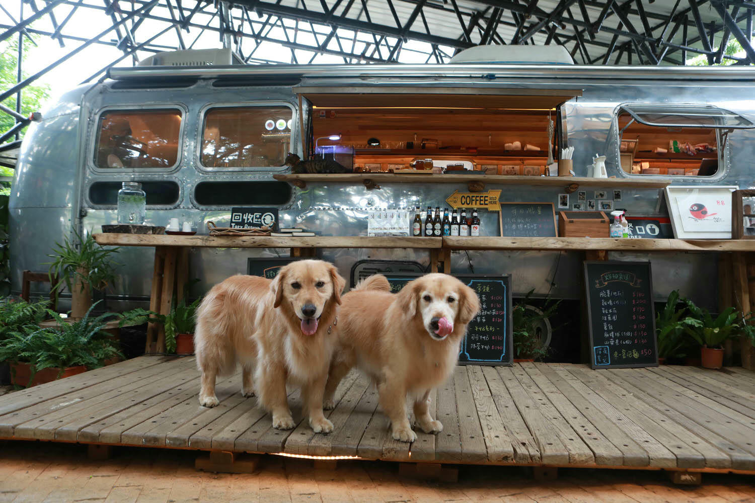 苗栗卓蘭懶人露營|橘舍三食。寵物友善豪華露營、山里廚房無菜單料理、一泊三食DIY、免搭帳奢華露營! - 第3張圖 苗栗卓蘭懶人露營|橘舍三食。寵物友善豪華露營、山里廚房無菜單料理、一泊三食DIY、免搭帳奢華露營!