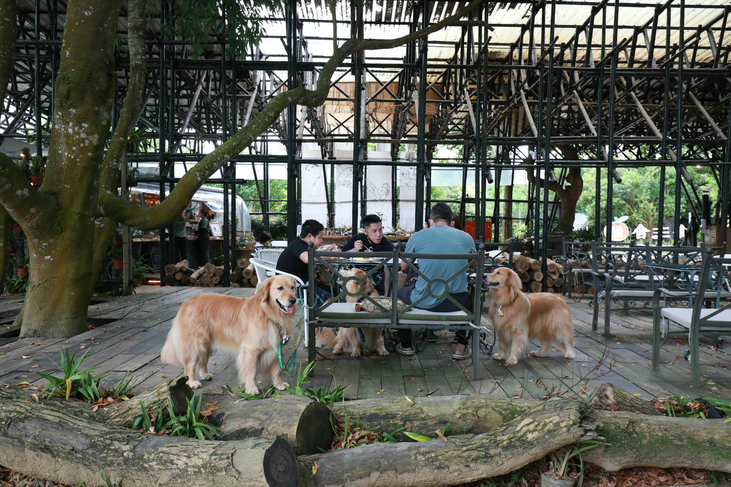 苗栗卓蘭懶人露營|橘舍三食。寵物友善豪華露營、山里廚房無菜單料理、一泊三食DIY、免搭帳奢華露營! - 第59張圖 苗栗卓蘭懶人露營|橘舍三食。寵物友善豪華露營、山里廚房無菜單料理、一泊三食DIY、免搭帳奢華露營!