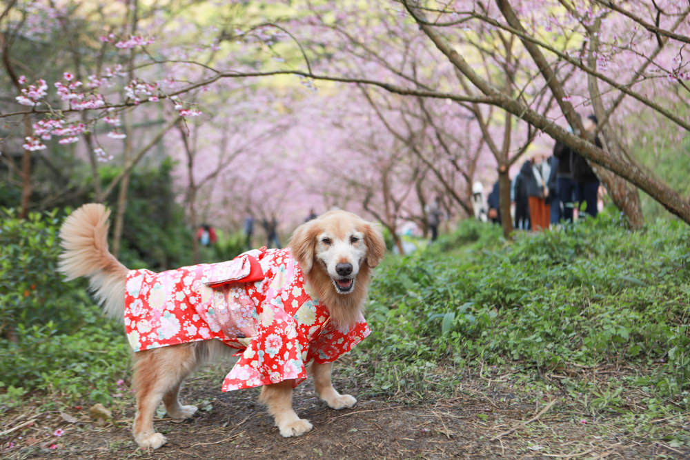 新北三峽賞櫻景點|三峽大熊櫻花林。寵物友善景點、粉紅櫻花夢幻綻放、4000顆櫻花陸續綻放,還有夜櫻可以欣賞 - 第23張圖 新北三峽賞櫻景點|三峽大熊櫻花林。寵物友善景點、粉紅櫻花夢幻綻放、4000顆櫻花陸續綻放,還有夜櫻可以欣賞