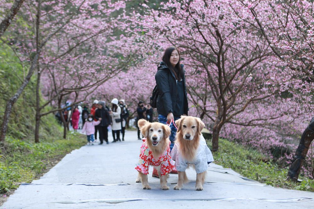 新北三峽賞櫻景點|三峽大熊櫻花林。寵物友善景點、粉紅櫻花夢幻綻放、4000顆櫻花陸續綻放,還有夜櫻可以欣賞 - 第22張圖 新北三峽賞櫻景點|三峽大熊櫻花林。寵物友善景點、粉紅櫻花夢幻綻放、4000顆櫻花陸續綻放,還有夜櫻可以欣賞