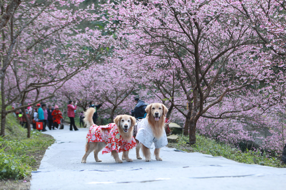 新北三峽賞櫻景點|三峽大熊櫻花林。寵物友善景點、粉紅櫻花夢幻綻放、4000顆櫻花陸續綻放,還有夜櫻可以欣賞 - 第21張圖 新北三峽賞櫻景點|三峽大熊櫻花林。寵物友善景點、粉紅櫻花夢幻綻放、4000顆櫻花陸續綻放,還有夜櫻可以欣賞