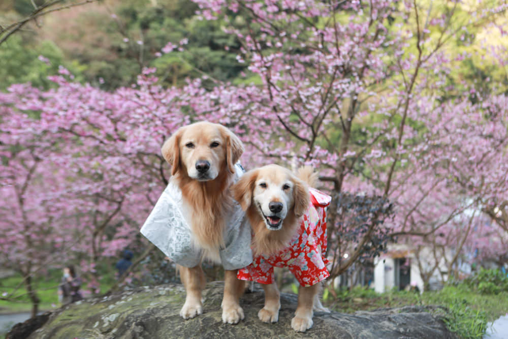新北三峽賞櫻景點|三峽大熊櫻花林。寵物友善景點、粉紅櫻花夢幻綻放、4000顆櫻花陸續綻放,還有夜櫻可以欣賞 - 第26張圖 新北三峽賞櫻景點|三峽大熊櫻花林。寵物友善景點、粉紅櫻花夢幻綻放、4000顆櫻花陸續綻放,還有夜櫻可以欣賞