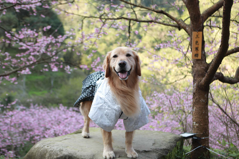 新北三峽賞櫻景點|三峽大熊櫻花林。寵物友善景點、粉紅櫻花夢幻綻放、4000顆櫻花陸續綻放,還有夜櫻可以欣賞 - 第20張圖 新北三峽賞櫻景點|三峽大熊櫻花林。寵物友善景點、粉紅櫻花夢幻綻放、4000顆櫻花陸續綻放,還有夜櫻可以欣賞