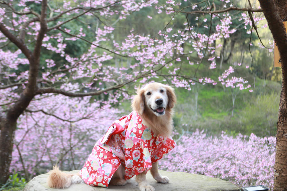 新北三峽賞櫻景點|三峽大熊櫻花林。寵物友善景點、粉紅櫻花夢幻綻放、4000顆櫻花陸續綻放,還有夜櫻可以欣賞 - 第19張圖 新北三峽賞櫻景點|三峽大熊櫻花林。寵物友善景點、粉紅櫻花夢幻綻放、4000顆櫻花陸續綻放,還有夜櫻可以欣賞