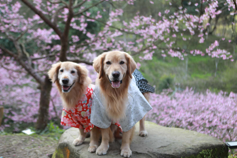 新北三峽賞櫻景點|三峽大熊櫻花林。寵物友善景點、粉紅櫻花夢幻綻放、4000顆櫻花陸續綻放,還有夜櫻可以欣賞 - 第18張圖 新北三峽賞櫻景點|三峽大熊櫻花林。寵物友善景點、粉紅櫻花夢幻綻放、4000顆櫻花陸續綻放,還有夜櫻可以欣賞